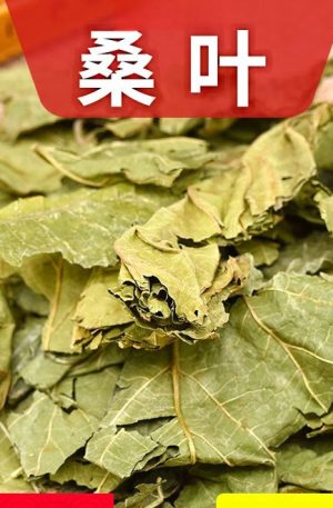 桑叶250克干桑叶 晒干霜后冬桑叶