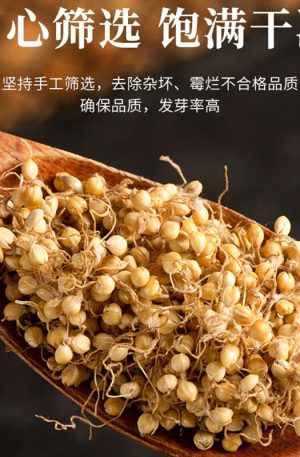 谷芽250g 儿童三星汤原料